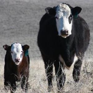 cattle industry news 